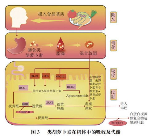 食品科学 北京联合大学闫文杰教授等 类胡萝卜素类原料在缓解视觉疲劳保健食品中的应用研究进展